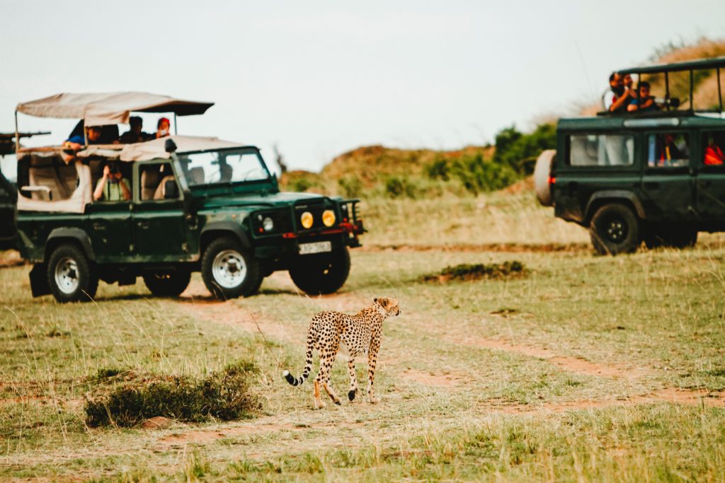 cheetah on a safari