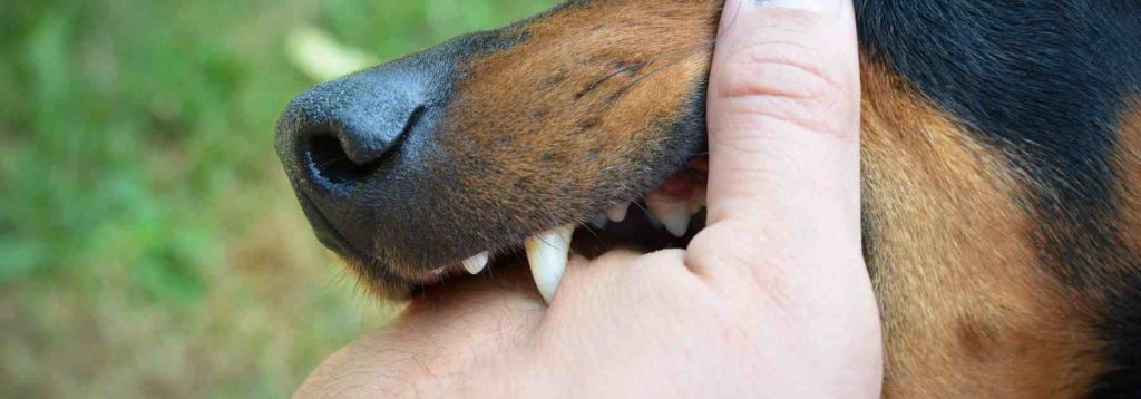 Why should I get the rabies vaccine in Manchester?